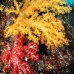 coral_soft_ni_v_0705_png1640.jpg